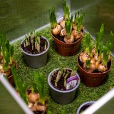 Gewächshaus aus Polycarbonat - 60x51x51 - Einzel Grindi - 6