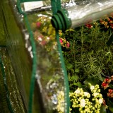 Mini Foliengewächshaus Treibhaus Pflanzenhaus - auf dem Balkon 130x60x50 Grindi - 5