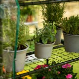 Foliengewächshaus Treibhaus Pflanzenhaus mit Regal - 70x50x158 Grindi - 4