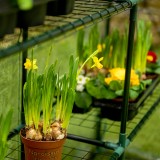 Foliengewächshaus Treibhaus Pflanzenhaus mit Regal - 143x143x195 Grindi - 3