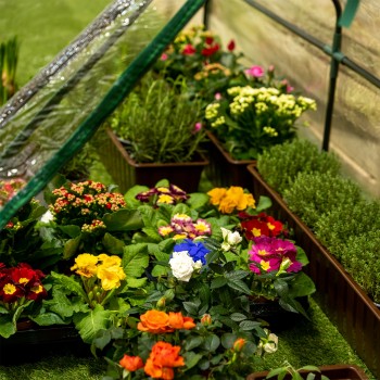 Foliengewächshaus Treibhaus Pflanzenhaus - für Blumen 270x92x92 Grindi - 5