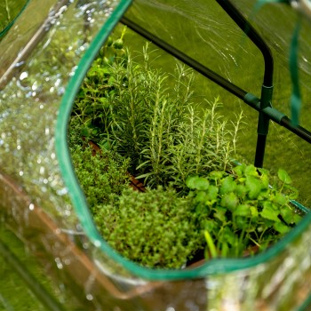 Mini Foliengewächshaus Treibhaus Pflanzenhaus - auf dem Balkon - 120x60x60 - Erica III Grindi - 5