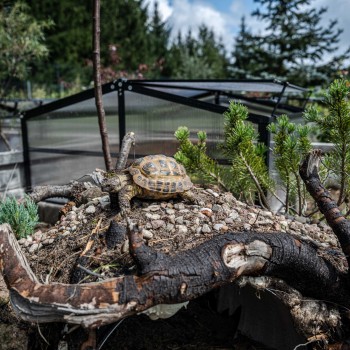 Frühbeet Treibhaus Mini Gewächshaus aus Polycarbonat - 100x100x48 - Magnolia IV, schwarz GRINDI - 4