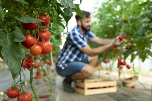 Tomatenanbau im Gartengewächshaus – wie und wann pflanzen?