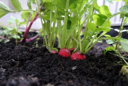 Wie baut man Radieschen im Folientunnel an und wann sollte man sie aussäen?