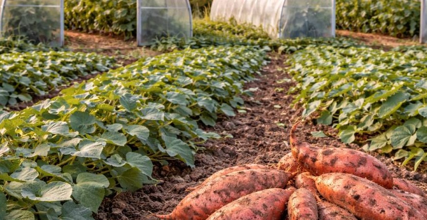 Anbau von Süßkartoffeln – wie baut man sie im Gewächshaus und Folientunnel an?