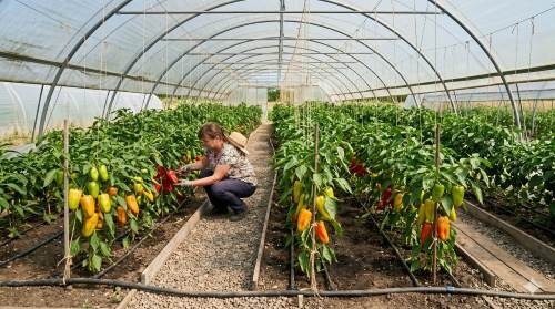 Paprika im Folientunnel anbauen – Schritt für Schritt